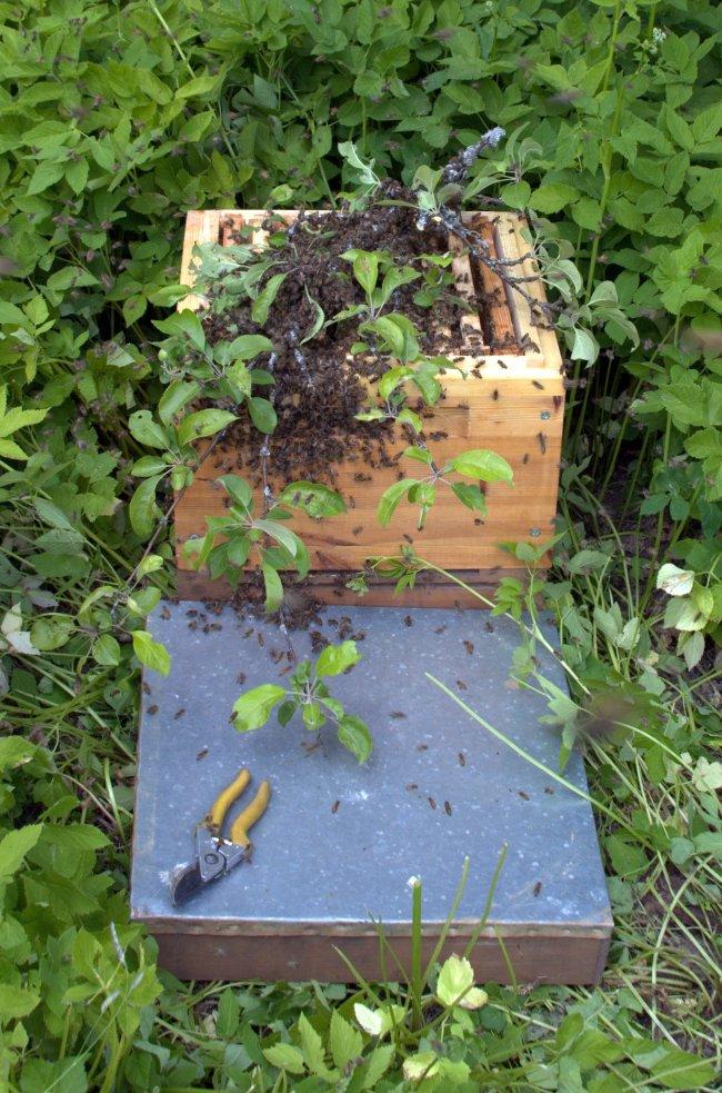 Ābeles zari ar spietu nogriezti un novietoti virs stropa